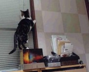 爱游戏tv-文班亚马一剑封喉，NBA季后赛之夜，新王于无声处起惊雷