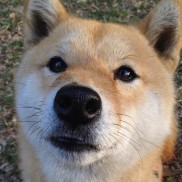 爱游戏APP-利拉德一箭穿心，快船铁壁强压骑士