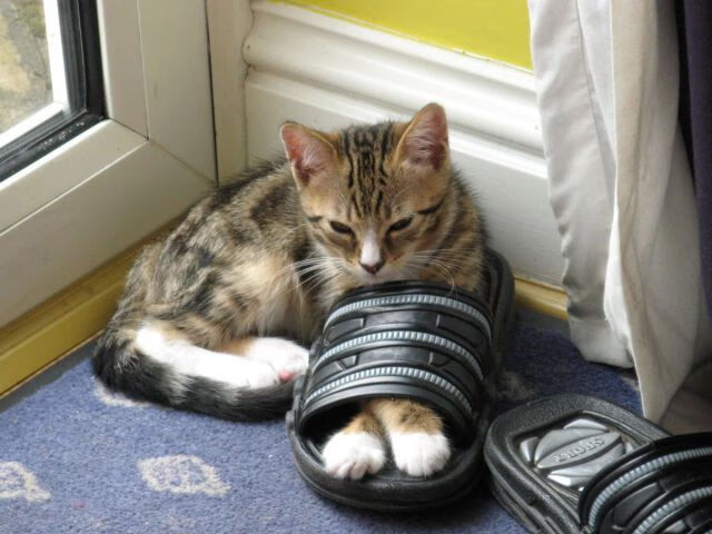 拉梅洛爆冷！疯狂山西队击溃凯尔特人，篮球世界迎来全新剧本