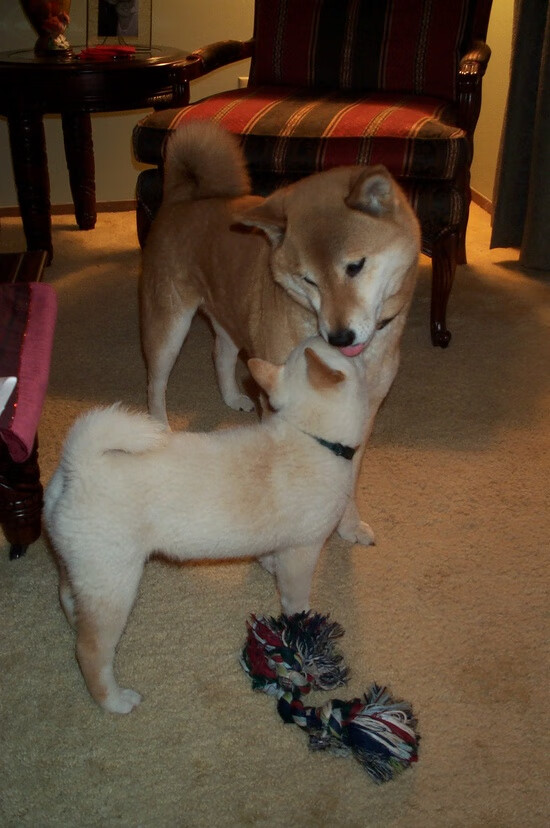 关键先生贝恩一锤定音！广厦攻防两端全面压制雄鹿取连胜