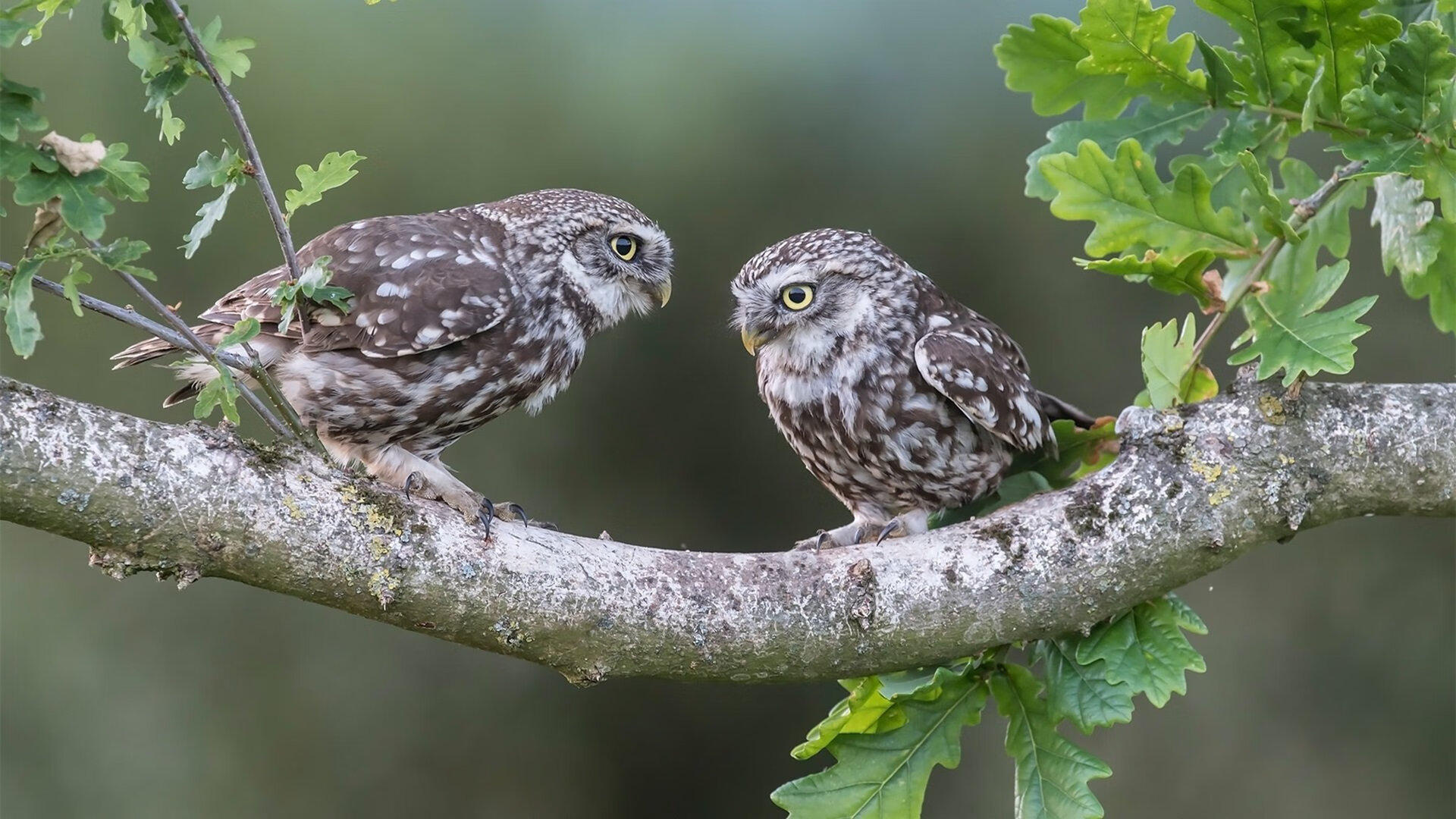 铁血防线与天使之翼，迪马利亚刺破几内亚堡垒