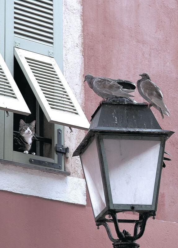 跨越大洋的篮球对话，当辽宁队遭遇湖人，拉梅洛·鲍尔成为破局密钥