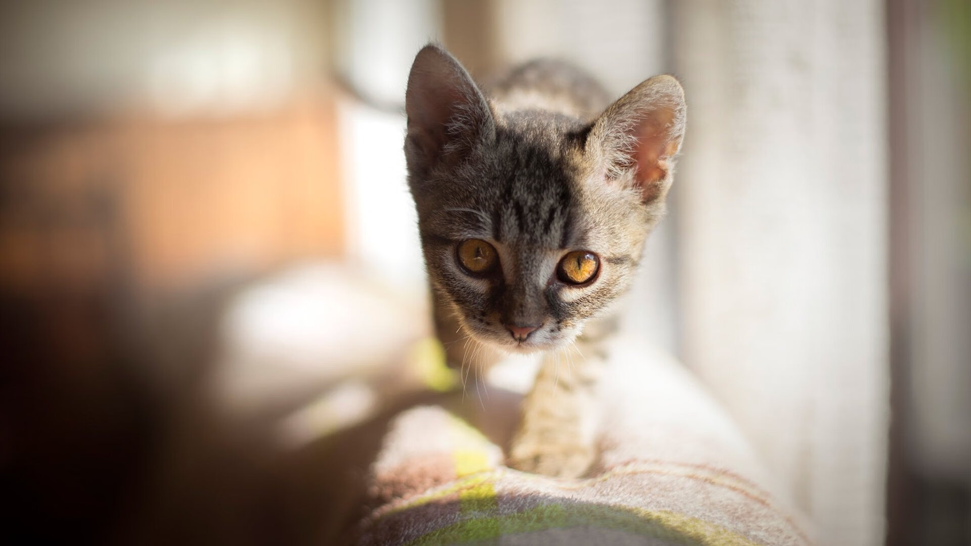 文班亚马的统治力，马刺击败勇士悬念早失，东决关键战他一手接管