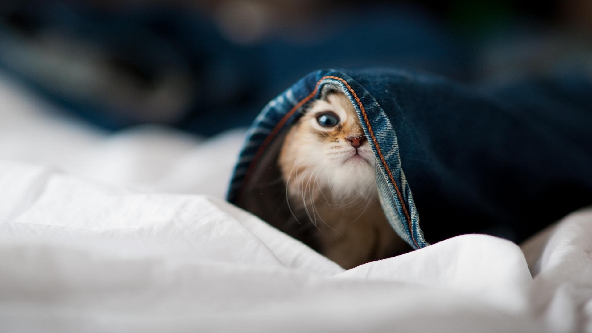 星条旗与雄狮的较量，哈兰德一锤定音，助美国队绝杀毕尔巴鄂