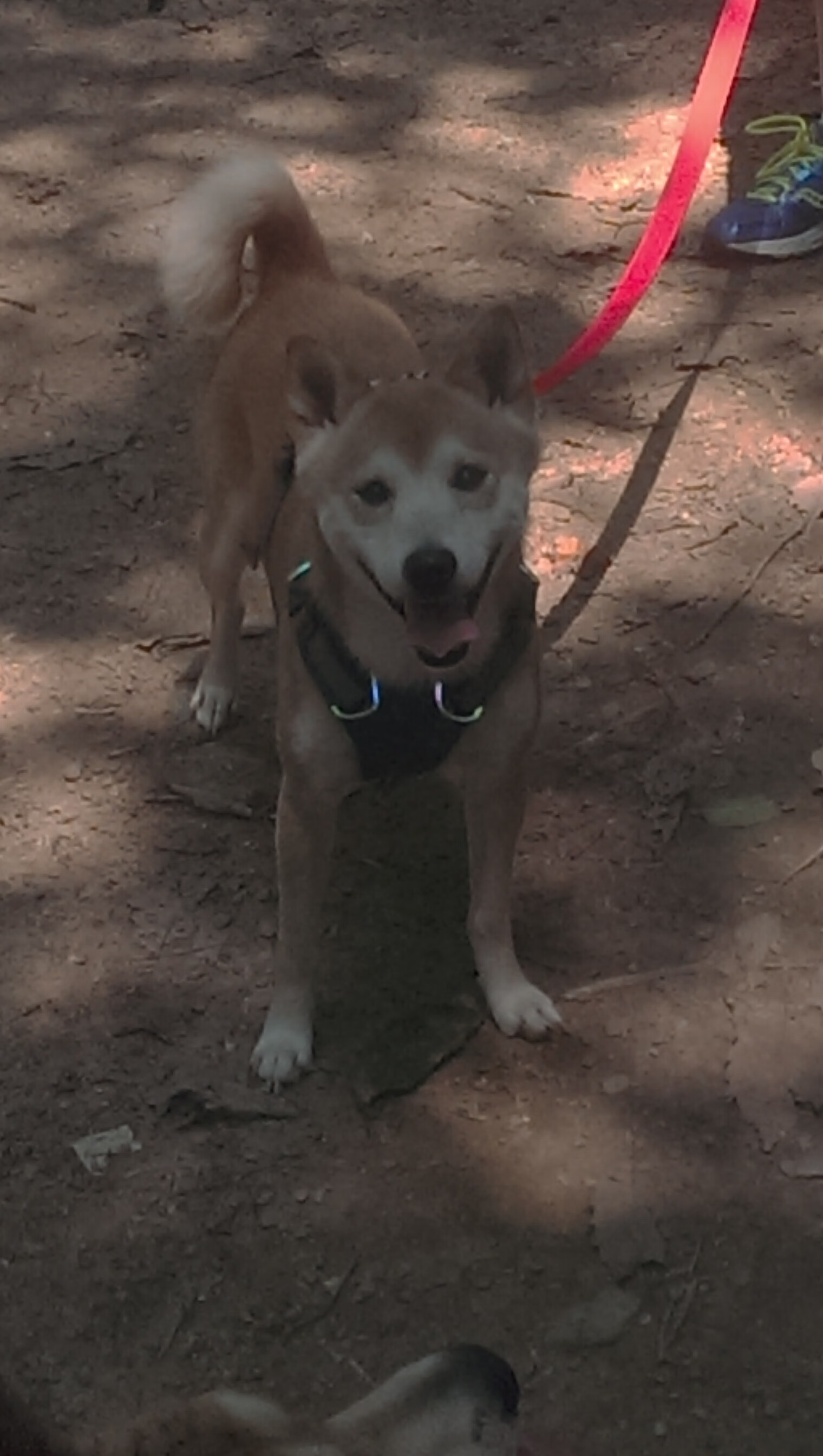 极速狂飙与稳定输出,当F1引擎轰鸣遇见德罗赞的关键先生时刻