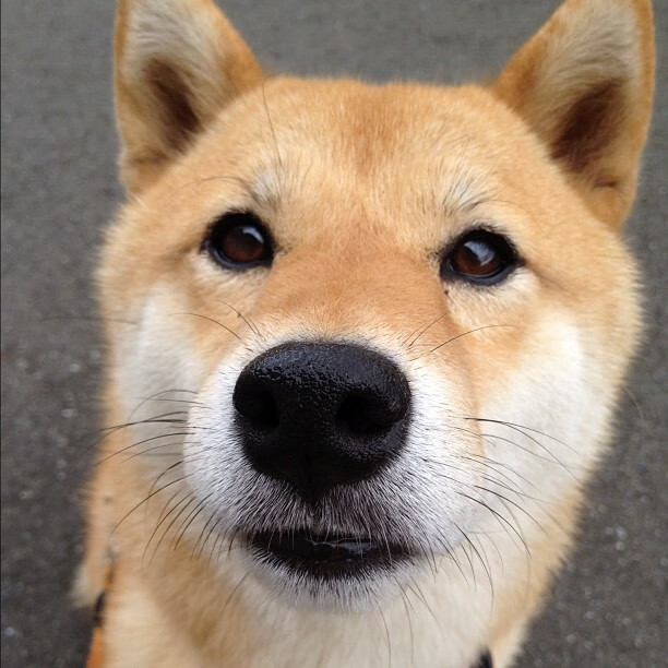 绿茵鏖战!太极虎撕裂红龙防线,李刚仁进攻端无人可挡