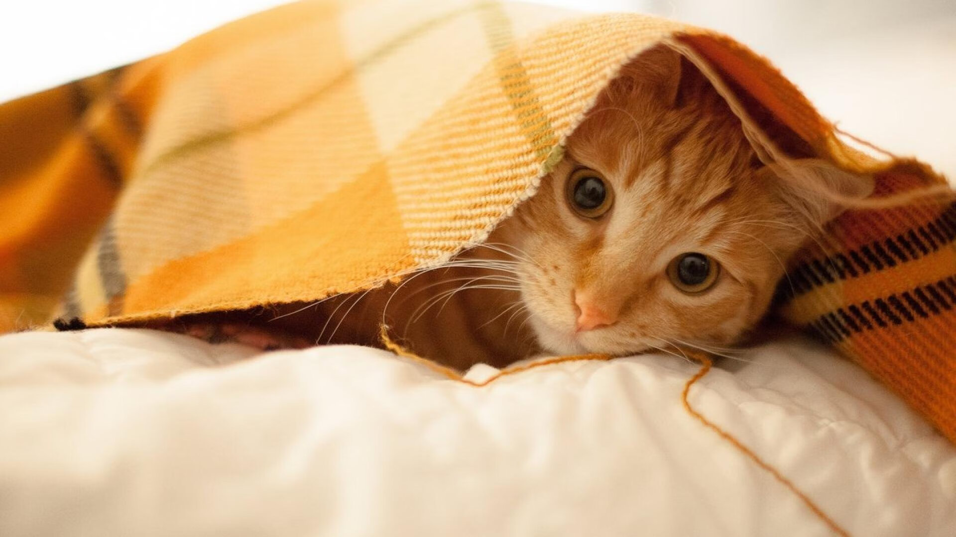 智利全面压制加纳,劳塔罗扛起全队冲锋